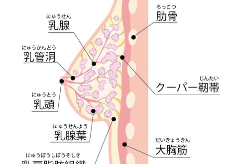【バストトップアップエネルギー】