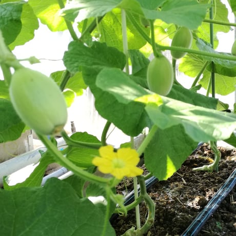 メロンづくしセット（メロン中玉）