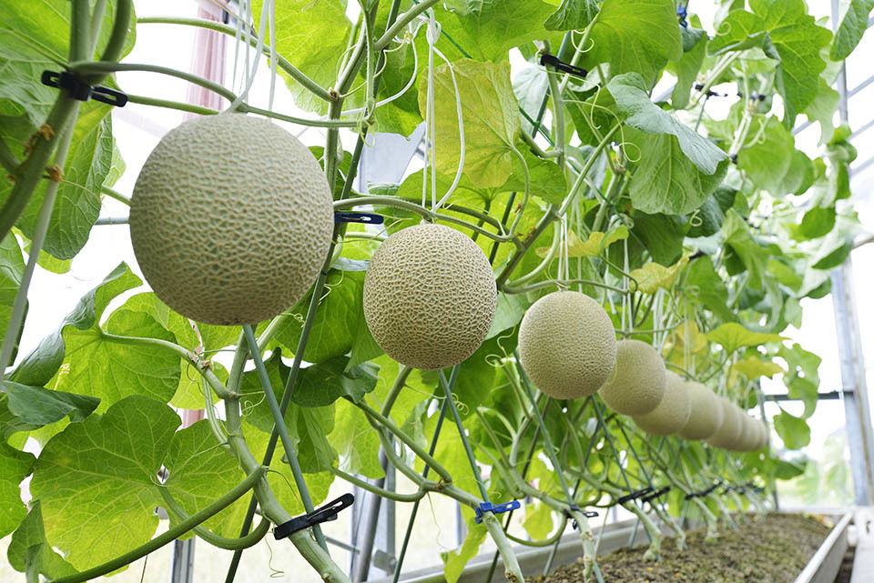 めろんさん専用 fit=scale-down,w=1200