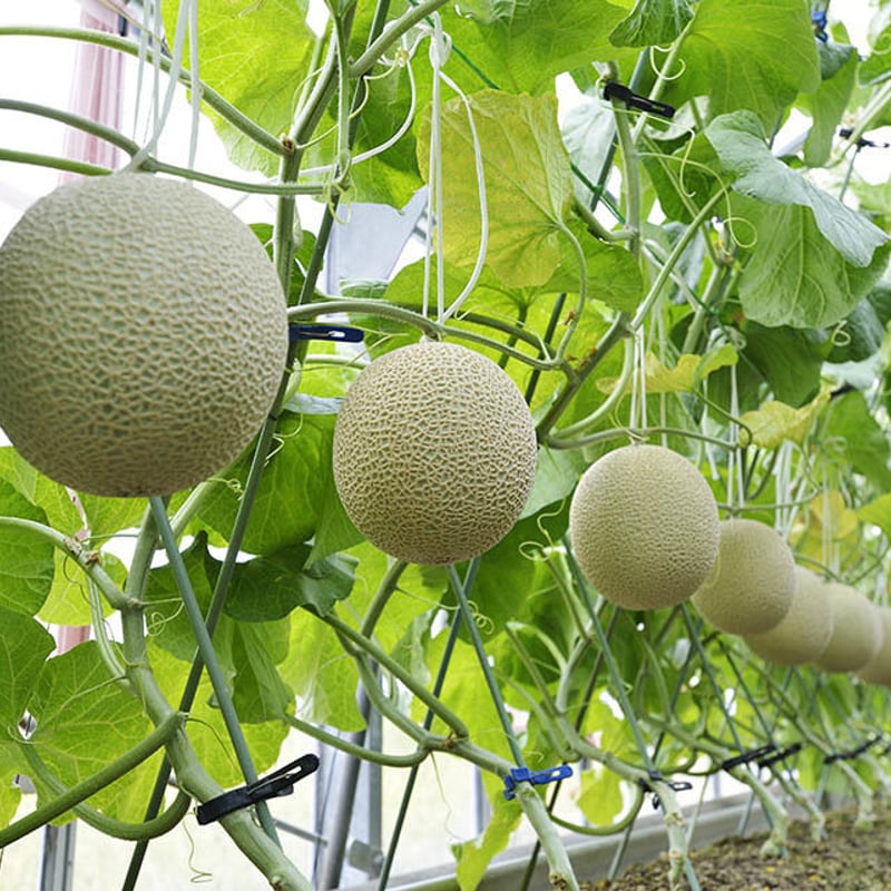 しろくまセットメロンメロン しろくまセットメロンメロン