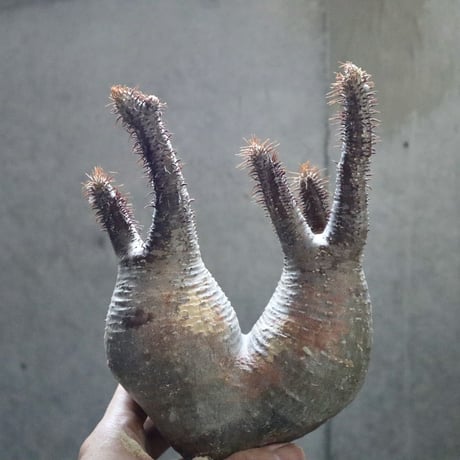 pachypodium gracilius  分頭002