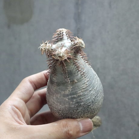 pachypodium gracilius 002