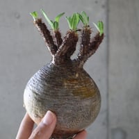 pachypodium gracilius  074