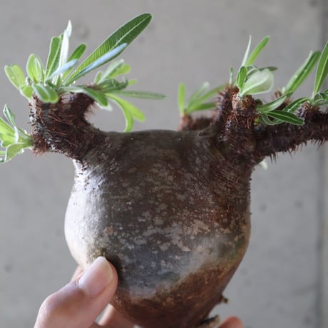 pachypodium gracilius  071