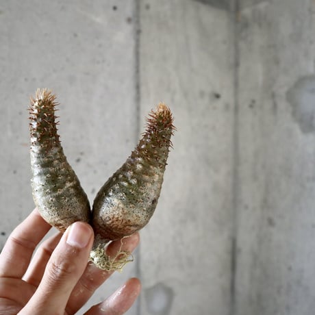 pachypodium gracilius  分頭005