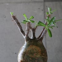 pachypodium gracilius  064