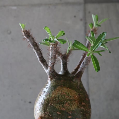 pachypodium gracilius  064