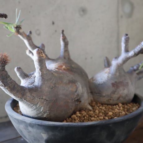 pachypodium gracilius  分頭 038