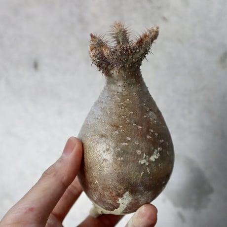 pachypodium gracilius   crest  008