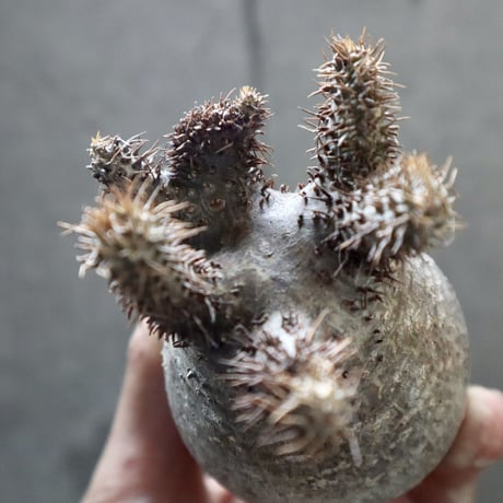 pachypodium gracilius  crest 002