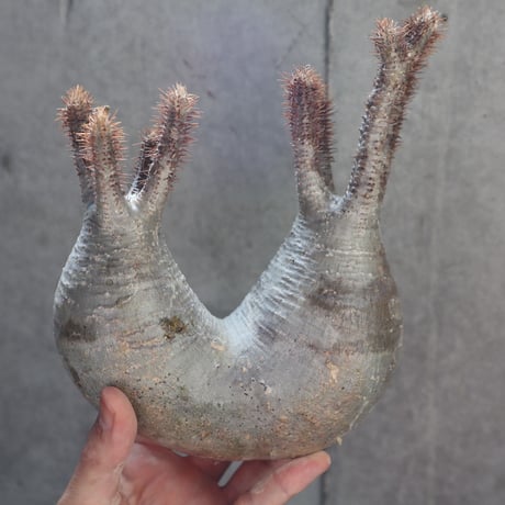 pachypodium gracilius  分頭 003