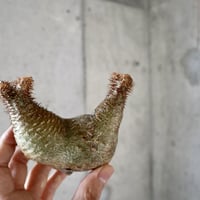 pachypodium gracilius  分頭　009