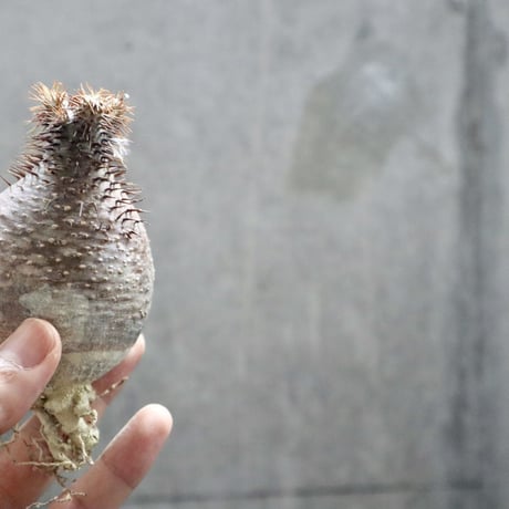 pachypodium gracilius  036