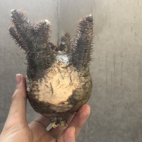 pachypodium gracilius   crest 001