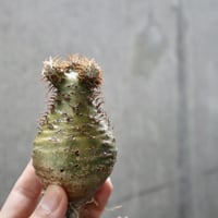 pachypodium gracilius  031