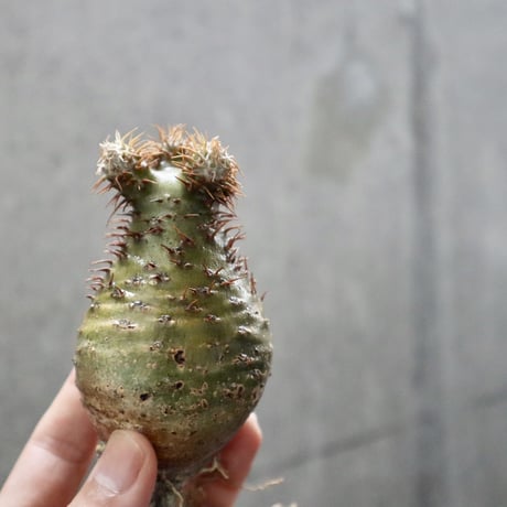 pachypodium gracilius  031