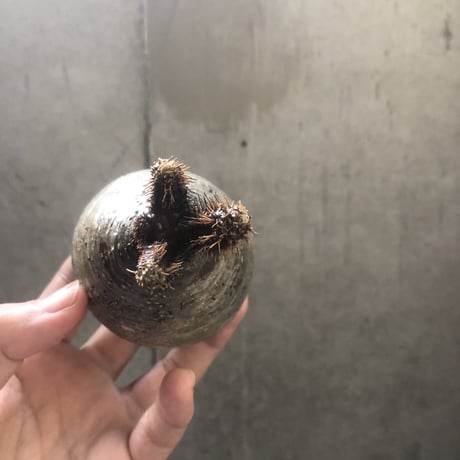 pachypodium gracilius  152
