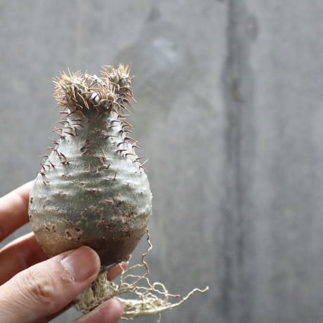 pachypodium gracilius  031