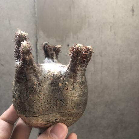pachypodium gracilius  156