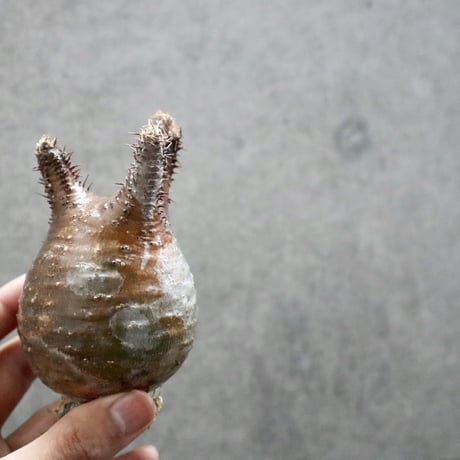 pachypodium gracilius  033
