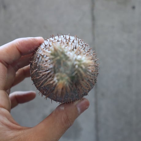 pachypodium gracilius  022