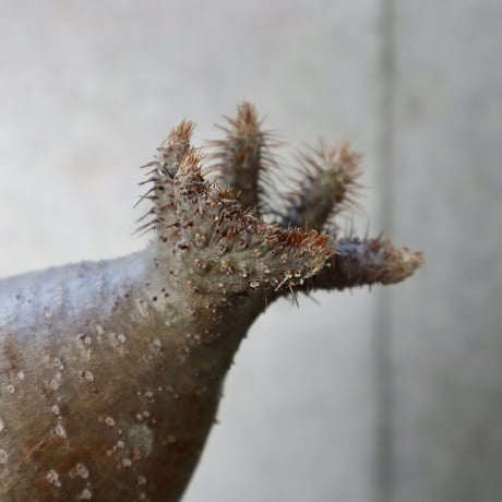 pachypodium gracilius   crest  008