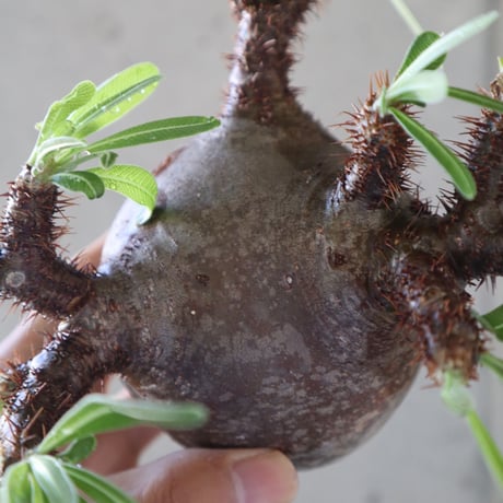 pachypodium gracilius  071