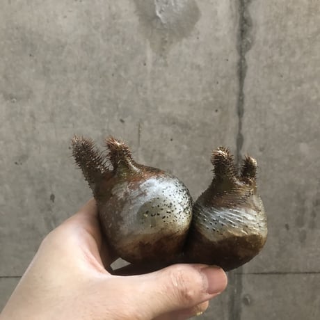 pachypodium gracilius  2頭  205