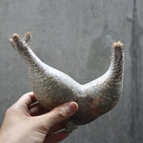 pachypodium gracilius  分頭 013