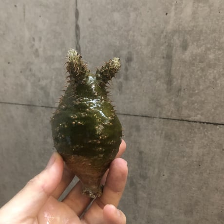 pachypodium gracilius  118