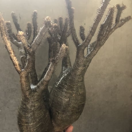 pachypodium gracilius  3頭