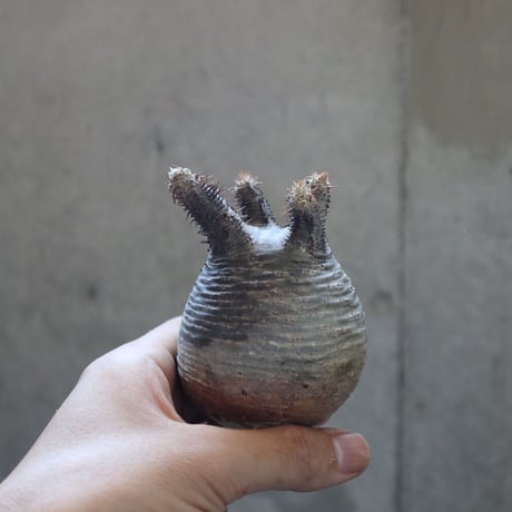 pachypodium gracilius  018