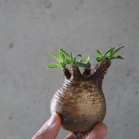 pachypodium gracilius  067
