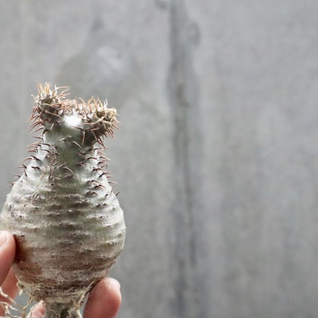 pachypodium gracilius  031