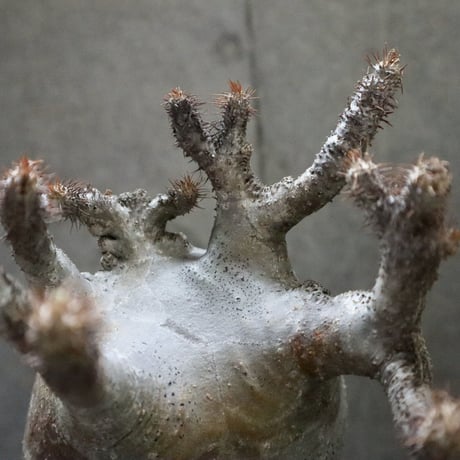 pachypodium gracilius  crest 004
