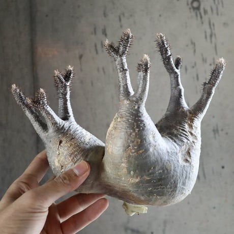 pachypodium gracilius  分頭 018