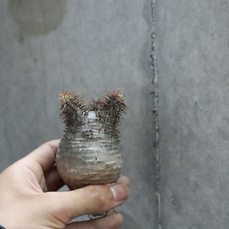 pachypodium gracilius 011