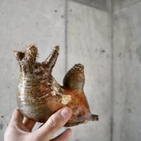 pachypodium gracilius  分頭006