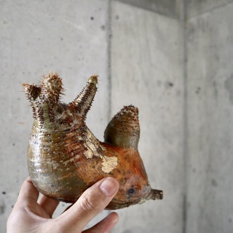 pachypodium gracilius  分頭006