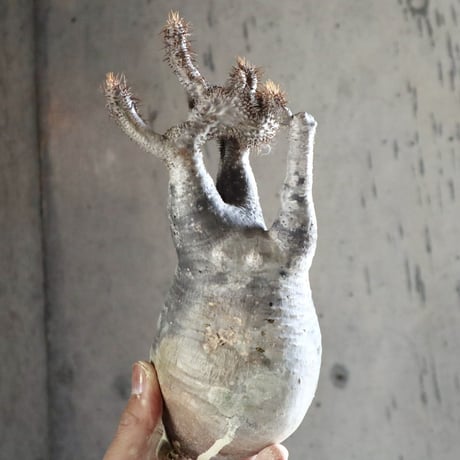 pachypodium gracilius   crest 013