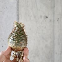 pachypodium gracilius  022