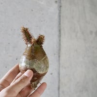 pachypodium gracilius  010