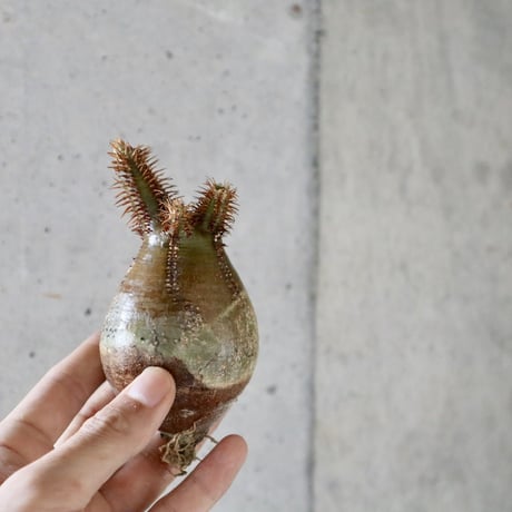 pachypodium gracilius  010