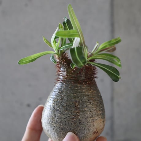 pachypodium gracilius  073