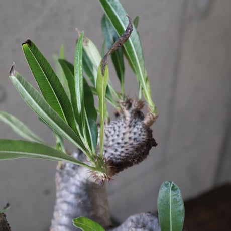 pachypodium gracilius   crest 021
