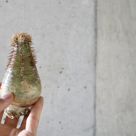 pachypodium gracilius  017