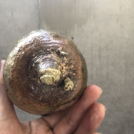 pachypodium gracilius   crest 001