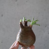 pachypodium gracilius  067