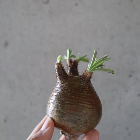 pachypodium gracilius  067