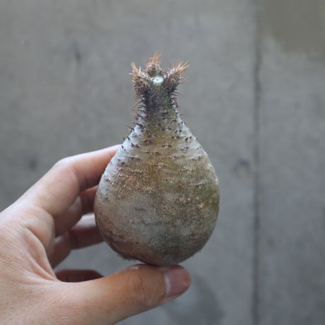 pachypodium gracilius  020